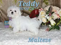 Teddy 💙, a male Maltese for sale in Barnett, MO – 4 of 6