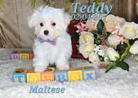 Teddy 💙, a male Maltese for sale in Barnett, MO – 3 of 6