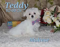 Teddy 💙, a male Maltese for sale in Barnett, MO – 6 of 6
