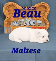 Beau 💙, a male Maltese for sale in Barnett, MO – 3 of 3