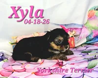 Xyla 🩷, a female Yorkshire Terrier for sale in Barnett, MO – 2 of 4