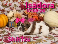 Isadora 🩷, a female Shih Tzu for sale in Barnett, MO – 6 of 7