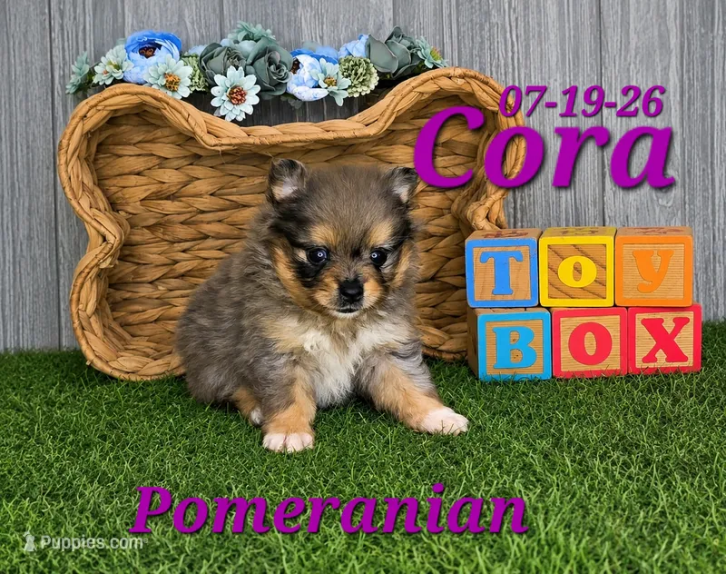 Cora 🩷 – Pomeranian puppy for sale in Barnett, MO