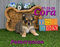 Cora 🩷, a female Pomeranian for sale in Barnett, MO – 1 of 1