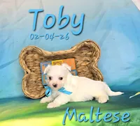 Toby 💙, a male Maltese for sale in Barnett, MO – Photo 2 of 3