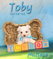 Toby 💙, a male Maltese for sale in Barnett, MO – Photo 3 of 3