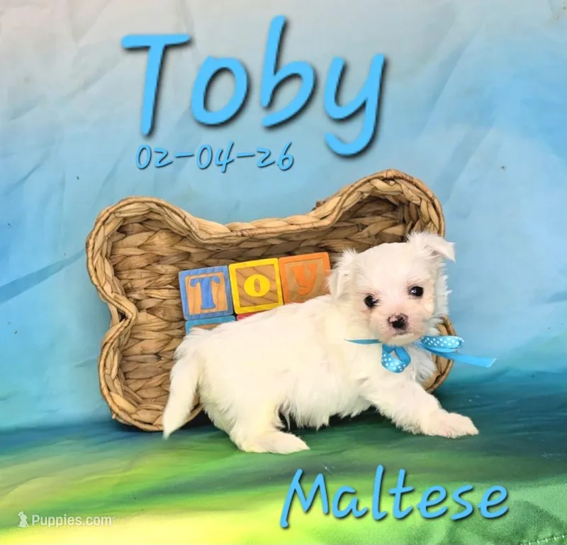 Toby 💙 – Maltese puppy for sale in Barnett, MO
