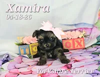 Xamira 🩷, a female Yorkshire Terrier for sale in Barnett, MO – 3 of 5