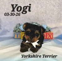 Yogi 💙, a male Yorkshire Terrier for sale in Barnett, MO – 2 of 3