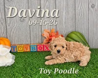 Davina 🩷, a female Poodle - Toy  for sale in Barnett, MO – 2 of 5