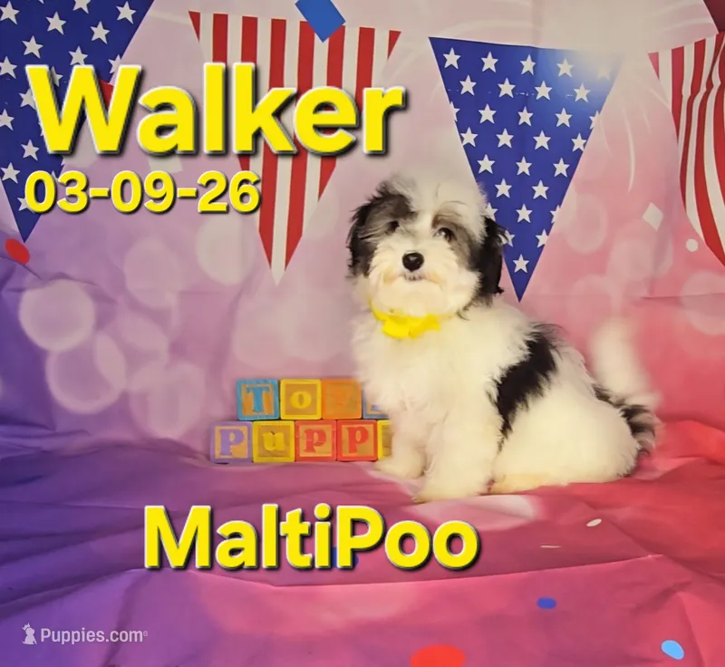 Walker💙 – Maltipoo puppy for sale in Barnett, MO
