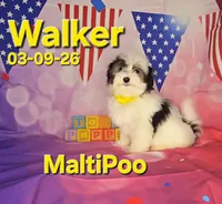 Walker💙, a male Maltipoo for sale in Barnett, MO – 1 of 4