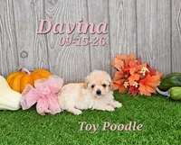 Danica 🩷, a female Poodle - Toy  for sale in Barnett, MO – 5 of 6