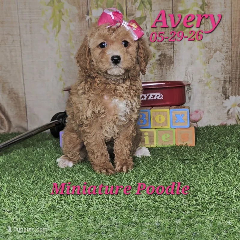 Avery 🩷 – Poodle - Miniature  puppy for sale in Barnett, MO