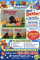 Dexter 💙, a male Poodle - Toy  for sale in Barnett, MO – 5 of 5