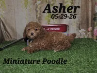 Asher 💙, a male Poodle - Miniature  for sale in Barnett, MO – 3 of 4