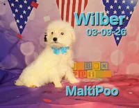 Wilber, a male Maltipoo for sale in Barnett, MO – 2 of 3