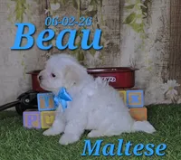 Beau 💙, a male Maltese for sale in Barnett, MO – 2 of 3