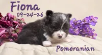 Finoa 🩷 AKC, a female Pomeranian for sale in Barnett, MO – 4 of 5