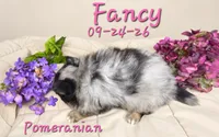 Fancy 🩷, a female Pomeranian for sale in Barnett, MO – 3 of 5