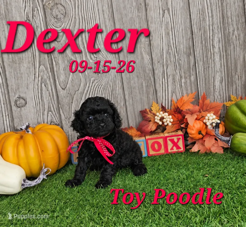 Dexter 💙, a male Poodle - Toy  for sale in Barnett, MO – 1 of 5
