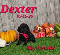 Dexter 💙, a male Poodle - Toy  for sale in Barnett, MO – 1 of 5