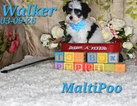 Walker💙, a male Maltipoo for sale in Barnett, MO – 3 of 5