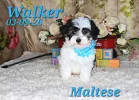 Walker💙, a male Maltipoo for sale in Barnett, MO – 1 of 5