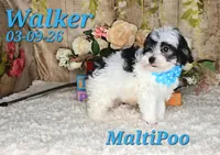 Walker💙, a male Maltipoo for sale in Barnett, MO – 2 of 5