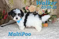 Walker💙, a male Maltipoo for sale in Barnett, MO – 5 of 5