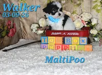 Walker💙, a male Maltipoo for sale in Barnett, MO – 4 of 5