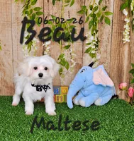 Beau 💙, a male Maltese for sale in Barnett, MO – 3 of 6