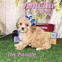Amelia 🩷, a female Poodle - Toy  for sale in Barnett, MO – 2 of 4