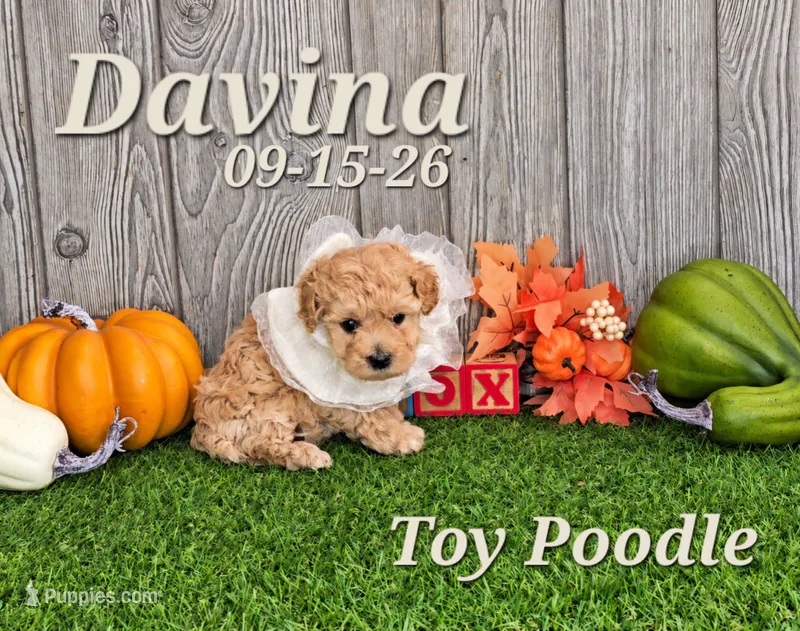 Davina 🩷, a female Poodle - Toy  for sale in Barnett, MO – 1 of 5