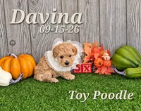 Davina 🩷, a female Poodle - Toy  for sale in Barnett, MO – 1 of 5