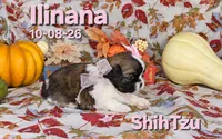 Ilinana 🩷, a female Shih Tzu for sale in Barnett, MO – 3 of 4