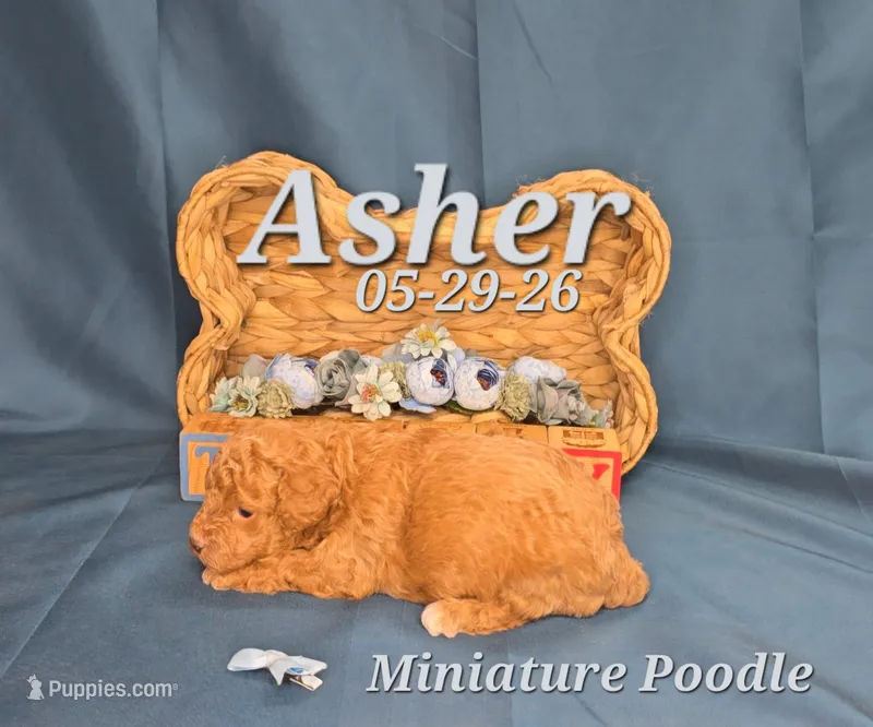 Asher 💙 – Poodle - Miniature  puppy for sale in Barnett, MO