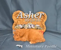 Asher 💙, a male Poodle - Miniature  for sale in Barnett, MO – 1 of 3