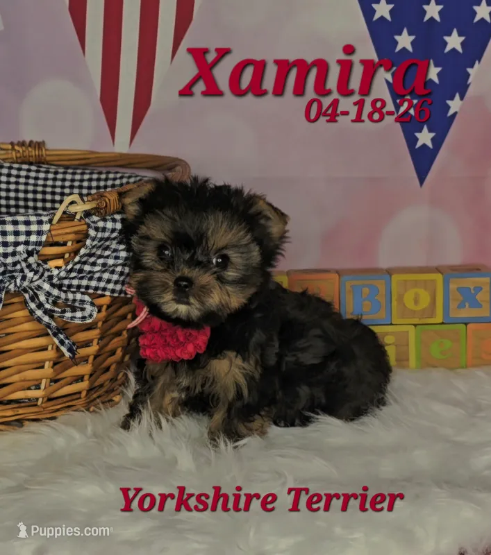 Xamira 🩷 – Yorkshire Terrier puppy for sale in Barnett, MO