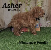 Asher 💙, a male Poodle - Miniature  for sale in Barnett, MO – 4 of 4