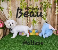 Beau 💙, a male Maltese for sale in Barnett, MO – 2 of 6