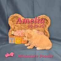 Amelia 🩷, a female Poodle - Miniature  for sale in Barnett, MO – 2 of 3
