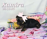 Xamira 🩷, a female Yorkshire Terrier for sale in Barnett, MO – 1 of 5