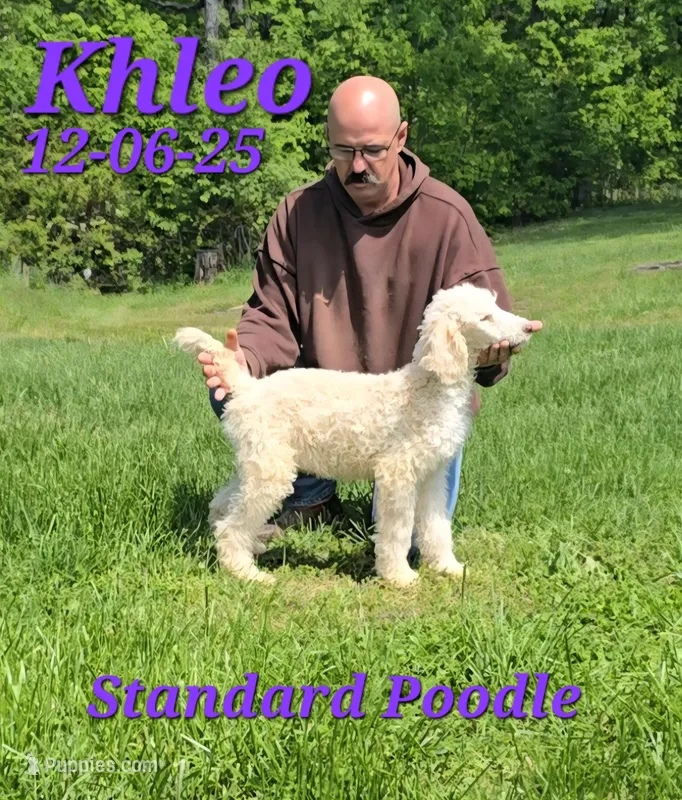 Khleo 🩷 – Poodle - Standard  puppy for sale in Barnett, MO