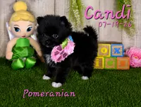 Candi 🩷, a female Pomeranian for sale in Barnett, MO – 4 of 4