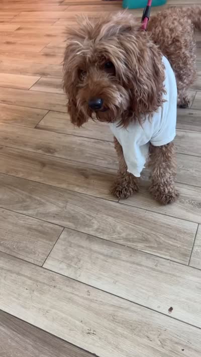 Scooby, a male Goldendoodle for sale in Bronx, NY – 5 of 5