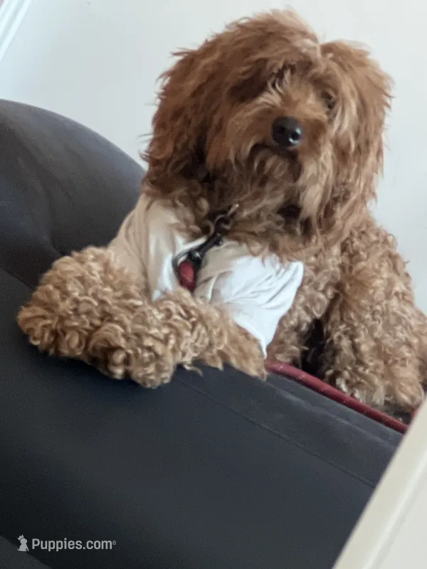 Scooby – Goldendoodle puppy for sale in Bronx, NY