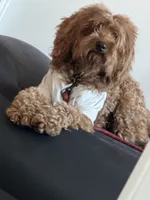 Scooby, a male Goldendoodle for sale in Bronx, NY – 1 of 5