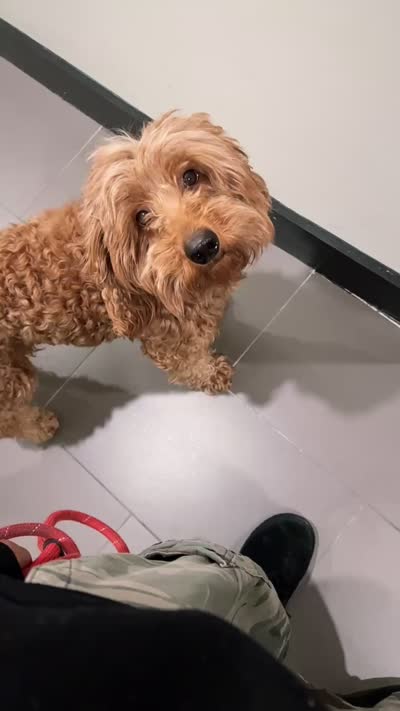 Scooby, a male Goldendoodle for sale in Bronx, NY – 2 of 5
