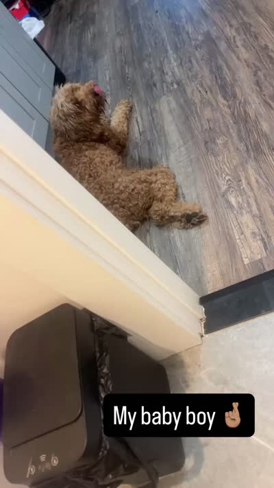 Scooby, a male Goldendoodle for sale in Bronx, NY – 4 of 5